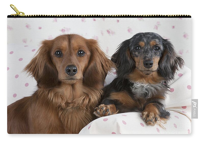 Dachshund Carry-all Pouch featuring the photograph Miniature Long-haired Dachshunds by John Daniels