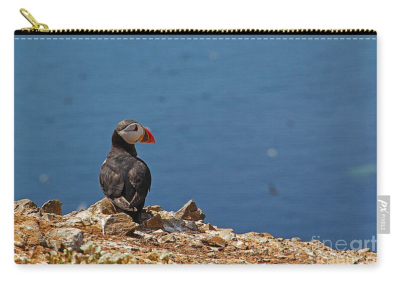 Puffins Zip Pouch featuring the photograph Puffin #5 by Traci Law