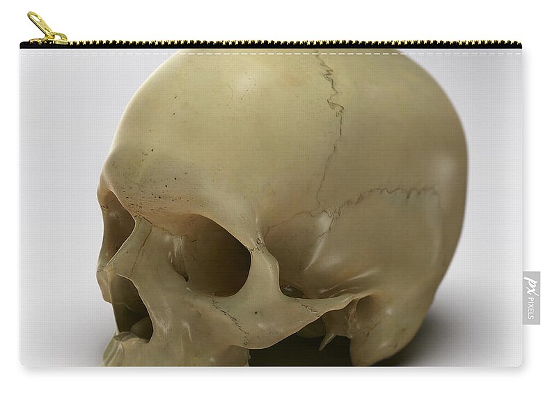 Teeth Zip Pouch featuring the photograph Anatomy Of The Skull #6 by Science Picture Co