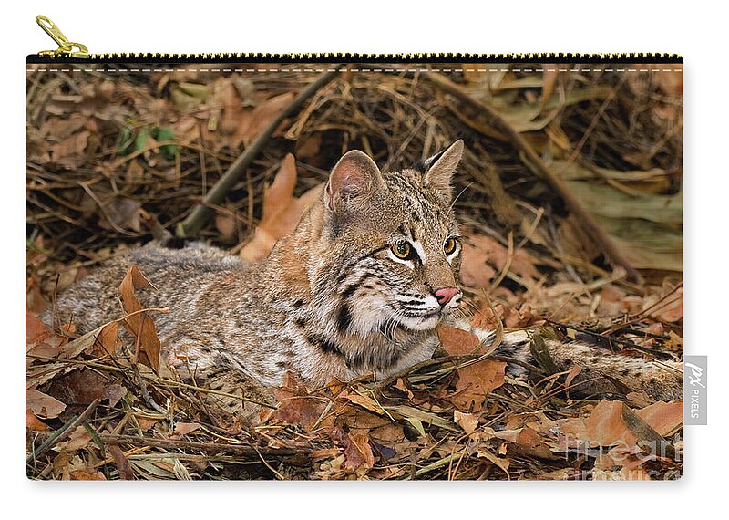 Bobcat Zip Pouch featuring the photograph 611000006 Bobcat Felis Rufus Wildlife Rescue by Dave Welling