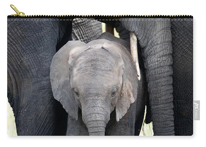 Photography Zip Pouch featuring the photograph African Elephant Loxodonta Africana #7 by Panoramic Images
