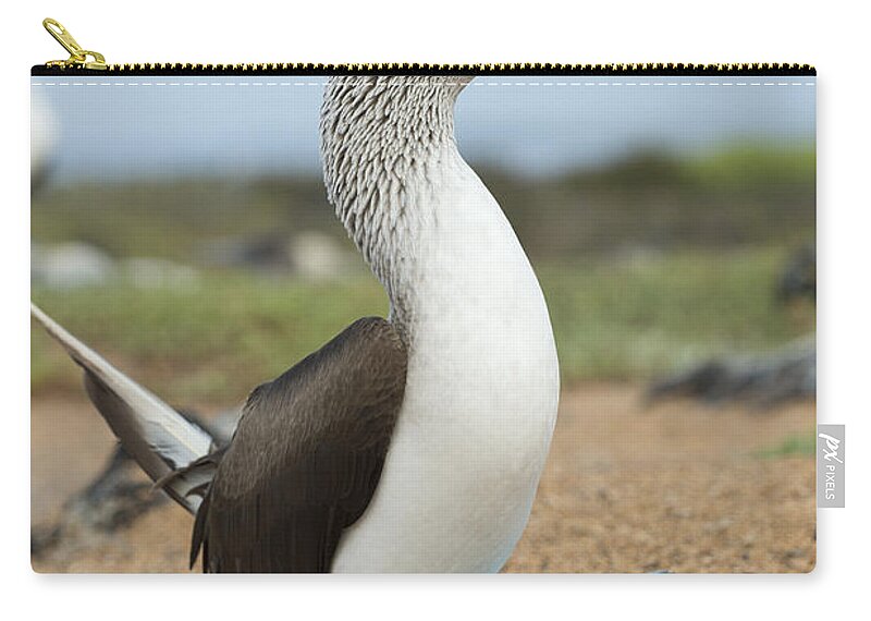 531678 Zip Pouch featuring the photograph Blue-footed Booby Courtship Dance #7 by Tui De Roy