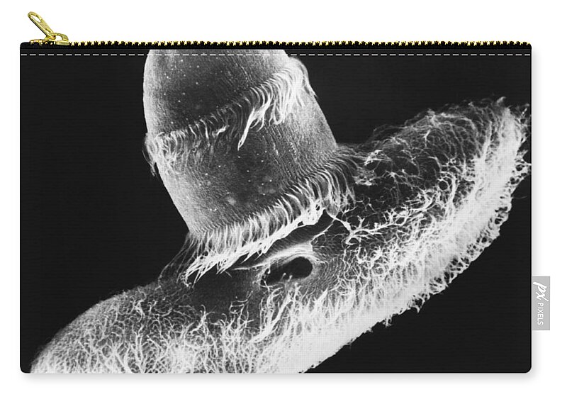 B&w Zip Pouch featuring the photograph Didinium Ingesting Paramecium Sem #7 by Greg Antipa
