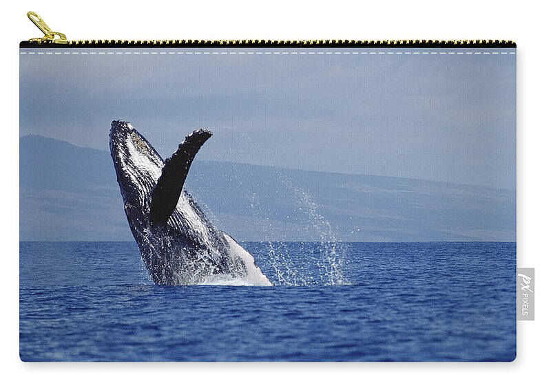 Feb0514 Zip Pouch featuring the photograph Humpback Whale Breaching Maui Hawaii #7 by Flip Nicklin
