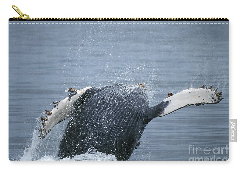 Animal Zip Pouch featuring the photograph Humpback Whale Breaching #7 by Ron Sanford
