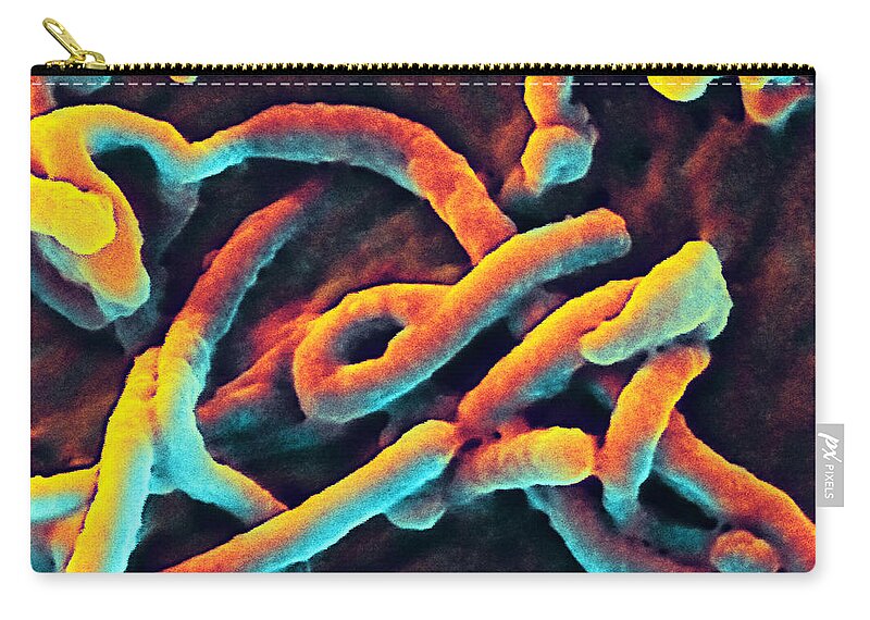 Science Zip Pouch featuring the photograph Ebola Virus, Sem #11 by Science Source