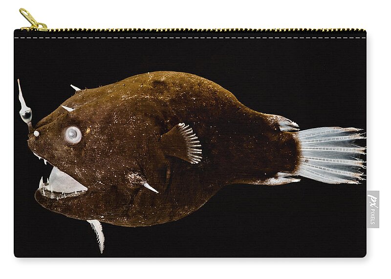 Linophrynidae Zip Pouch featuring the photograph Female Anglerfish Linophryne Sp #8 by Dant Fenolio