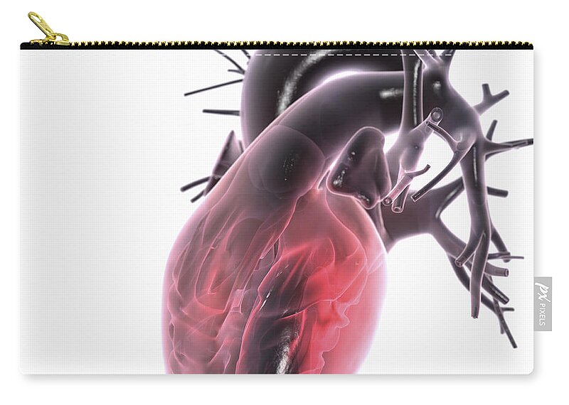 Right Ventricle Zip Pouch featuring the photograph Heart Anatomy #8 by Science Picture Co