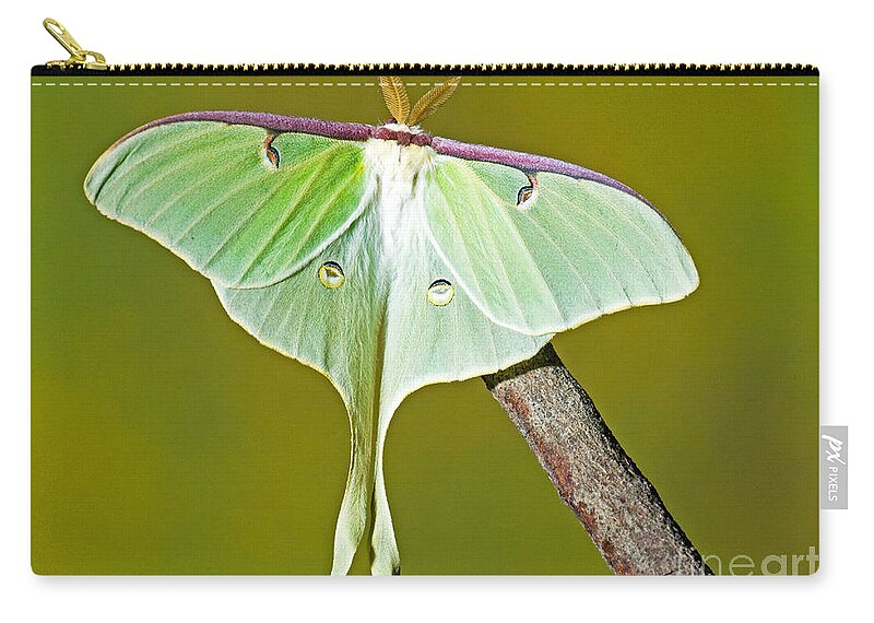 Fauna Zip Pouch featuring the photograph Luna Moth #8 by Millard H. Sharp
