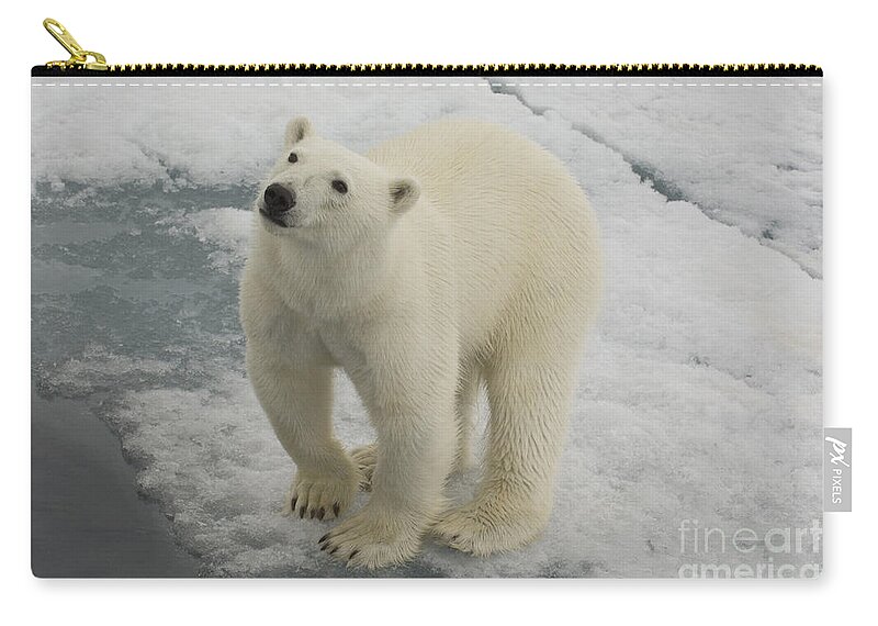 Polar Bear Zip Pouch featuring the photograph Polar Bear Crossing Ice Floe #8 by John Shaw