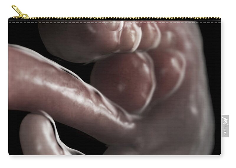 Pregnant Zip Pouch featuring the photograph Embryo Development Week 6 #9 by Science Picture Co
