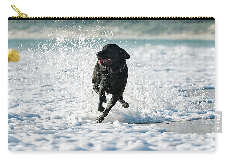 Pets Zip Pouch featuring the photograph A Dog Running In The Tide Along A Beach by Ben Welsh / Design Pics