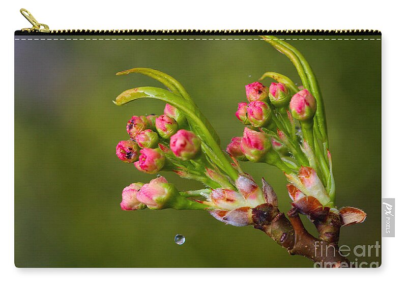 Cherry Blossoms Zip Pouch featuring the photograph Cherry Blossom and A Drop of Water by Jeremy Hayden