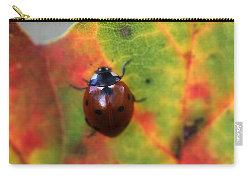 Ladybug Zip Pouch featuring the photograph A Fall Walk 4 by Mary Bedy