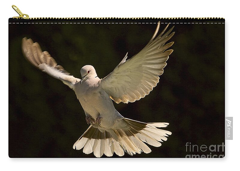 Eurasian Collared Dove Zip Pouch featuring the photograph A Graceful Landing by Sharon Talson