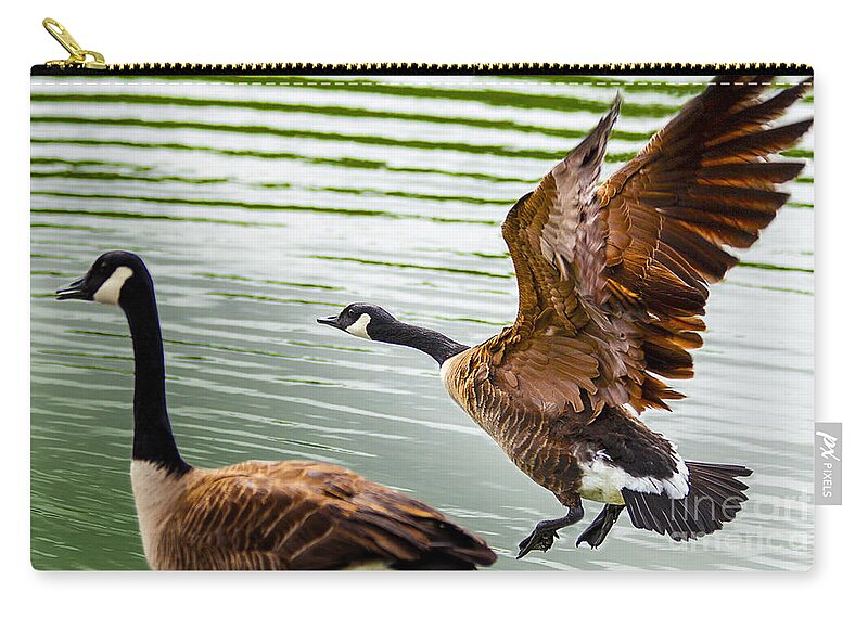 A Pair Of Canada Geese Landing On Rockland Lake Zip Pouch featuring the photograph A Pair Of Canada Geese Landing On Rockland Lake by Jerry Cowart