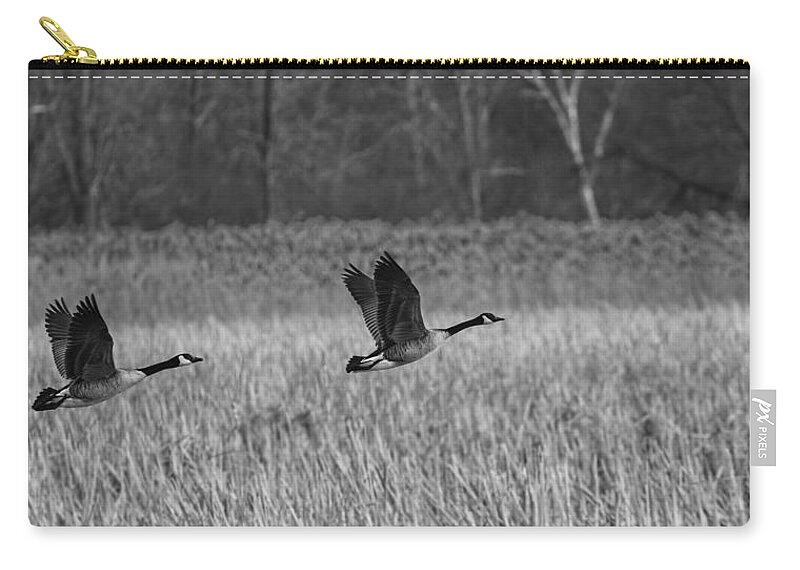 Pair Of Canada Geese Zip Pouch featuring the photograph A Pair of Geese Leaving the Marsh in Black and White by Thomas Young
