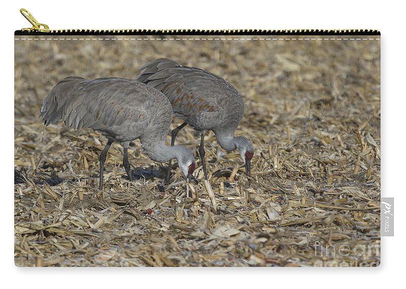 Feeding Zip Pouch featuring the photograph A Pair Of Sandhill Cranes by Steve Triplett