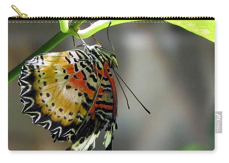 Butterfly Zip Pouch featuring the photograph A Real Beauty by Jennifer Wheatley Wolf