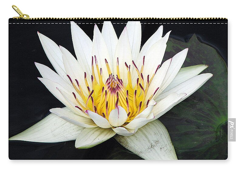Water Lily Zip Pouch featuring the photograph Botanical Beauty by Rick Locke - Out of the Corner of My Eye