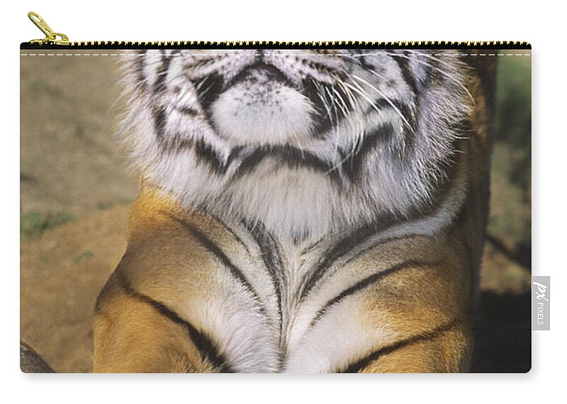 Siberian Tiger Carry-all Pouch featuring the photograph A Tough Day Siberian Tiger Endangered Species Wildlife Rescue by Dave Welling
