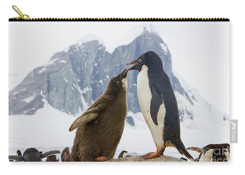 00345593 Zip Pouch featuring the photograph Adelie Penguin Chick Begging For Food by Yva Momatiuk John Eastcott