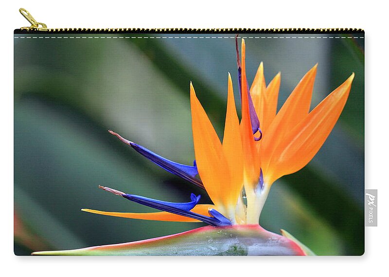 Bird Of Paradise Zip Pouch featuring the photograph Aflamed by Deborah Crew-Johnson