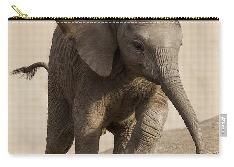 Feb0514 Zip Pouch featuring the photograph African Elephant Calf Running by San Diego Zoo