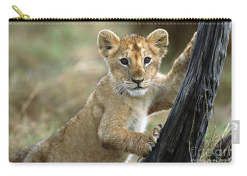 00344603 Carry-all Pouch featuring the photograph Lion Cub in Masai Mara by Yva Momatiuk John Eastcott