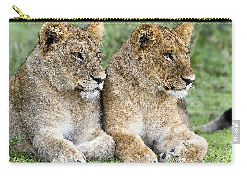 Nis Zip Pouch featuring the photograph African Lion Juveniles Serengeti Np by Erik Joosten