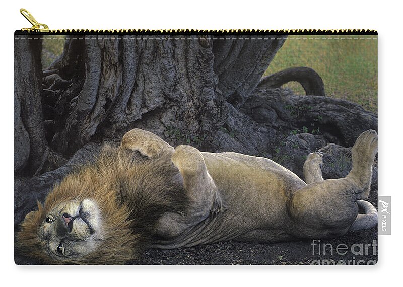 Dave Welling Zip Pouch featuring the photograph African Lion Panthera Leo Wild Kenya by Dave Welling