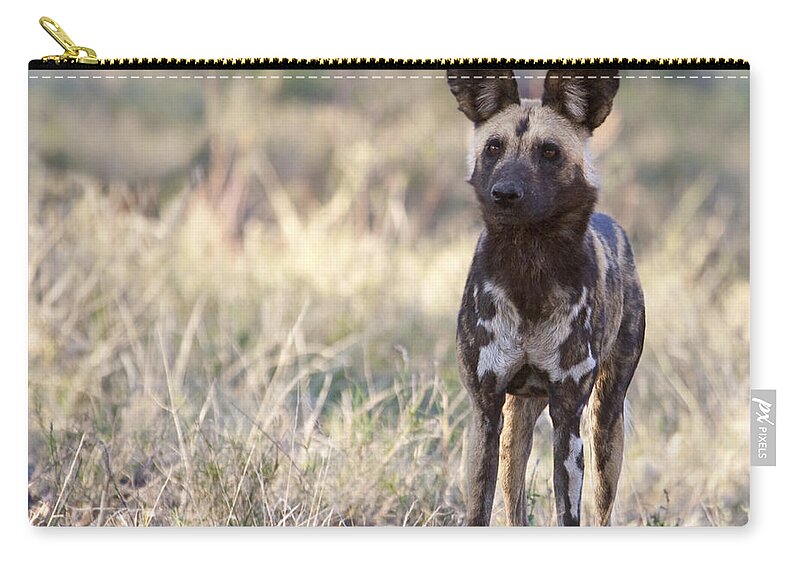African Wild Dog Zip Pouch featuring the photograph African Wild Dog Lycaon pictus by Liz Leyden
