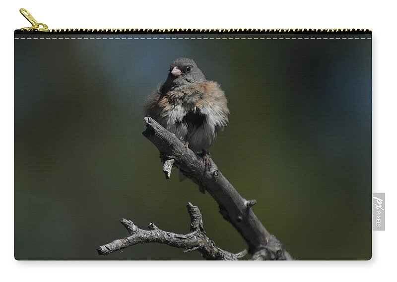 Dark-eyed Junco Zip Pouch featuring the photograph After the Bath by Frank Madia