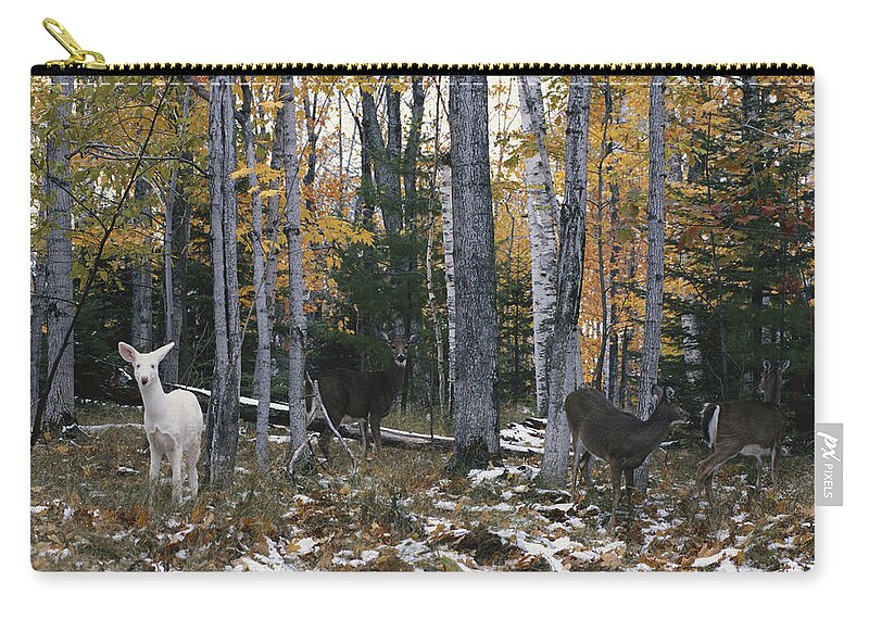 Nature Zip Pouch featuring the photograph Albino And Normal White-tailed Deer by Thomas & Pat Leeson