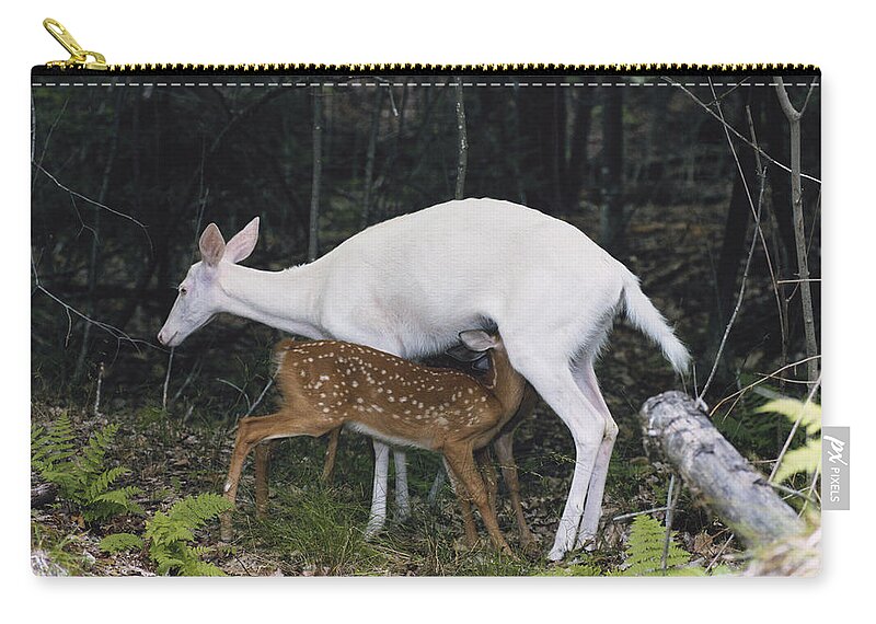 Albinic Zip Pouch featuring the photograph Albino Deer Nursing Fawns With Normal by Thomas And Pat Leeson
