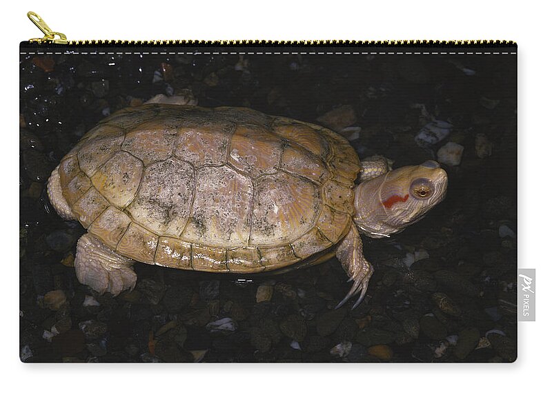 Albinic Zip Pouch featuring the photograph Albino Red-eared Slider by Karl H. Switak