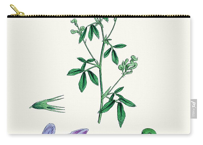Art Zip Pouch featuring the digital art Alfalfa Lucerne Medick Plant 19th by Mashuk