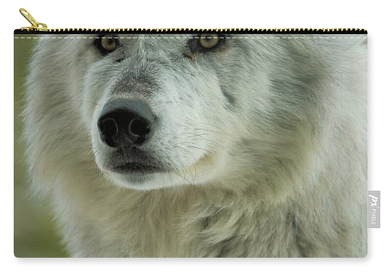 Alpha Wolf Zip Pouch featuring the photograph Alpha In The Wind by Adam Jewell