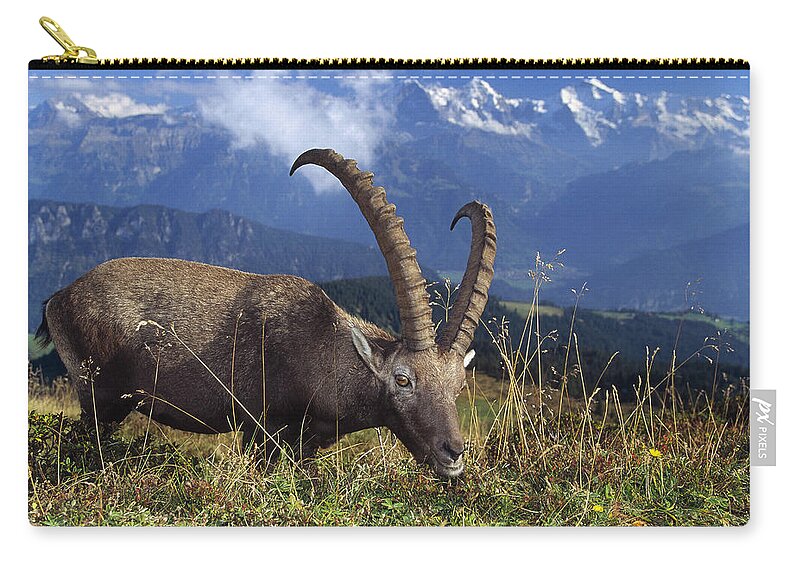 00192904 Zip Pouch featuring the photograph Alpin Ibex Male Grazing by Konrad Wothe