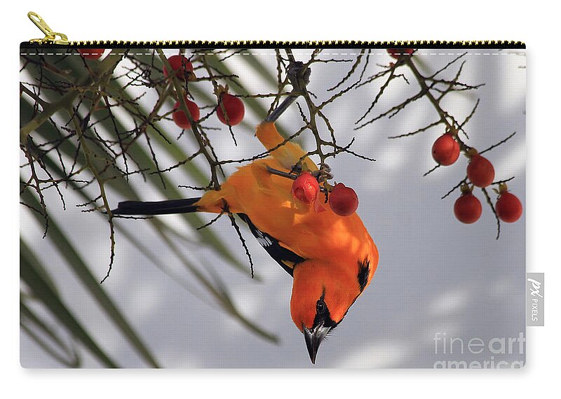 Bird Zip Pouch featuring the photograph Altamira Oriole by Teresa Zieba