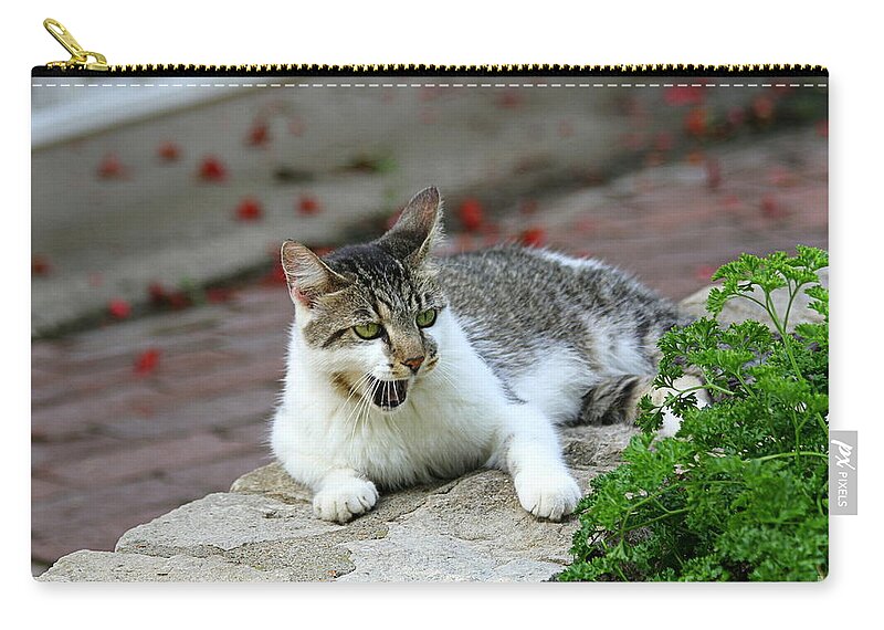 Cat Zip Pouch featuring the photograph Amazed Cat on a Wall by Catherine Sherman