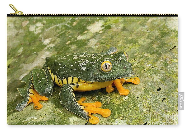 Amazon Leaf Frogs Zip Pouch featuring the photograph Amazon Leaf Frog by Gregory G Dimijian MD