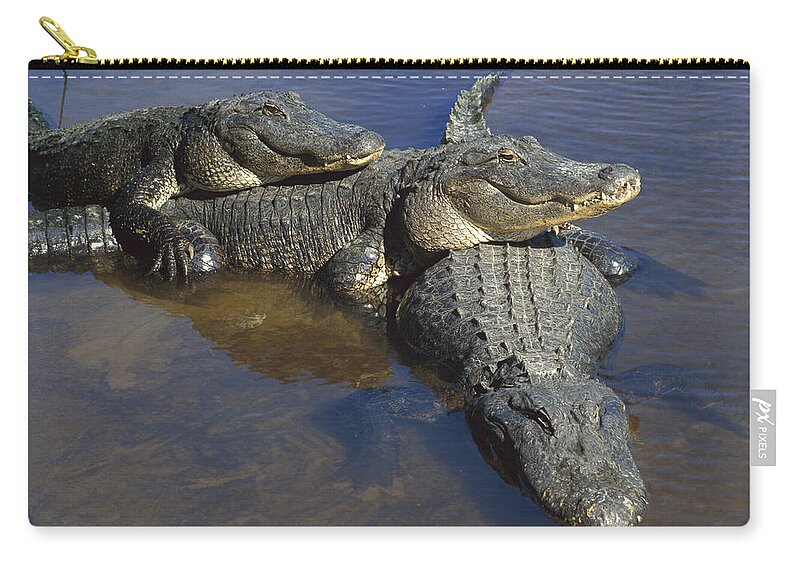 Feb0514 Zip Pouch featuring the photograph American Alligators In Shallows Florida by Heidi & Hans-Juergen Koch