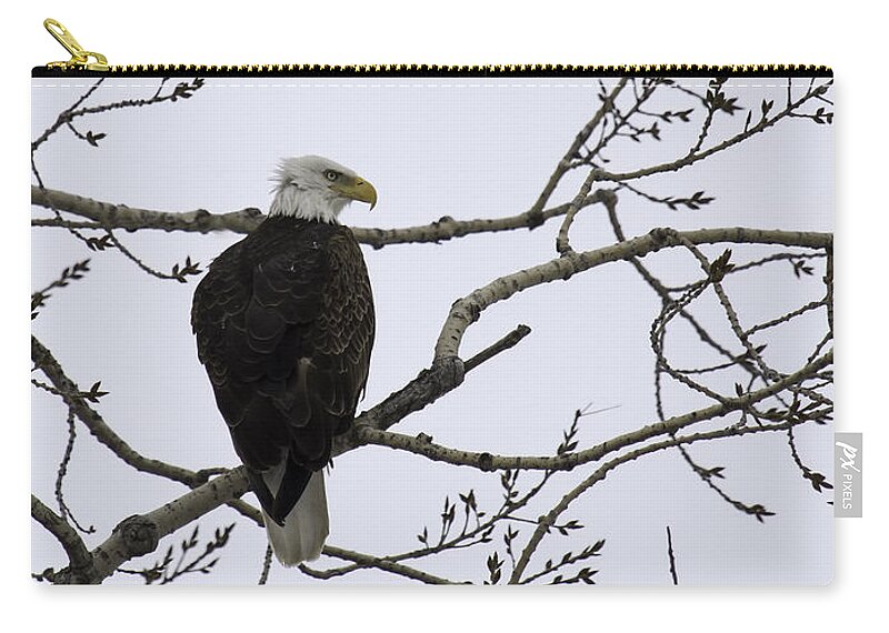 I Photographed This Eagle In A Location I Do Not Get To Very Often. It Was Very Good To See Many Eagles Zip Pouch featuring the photograph American Bald Eagle 4 by Thomas Young