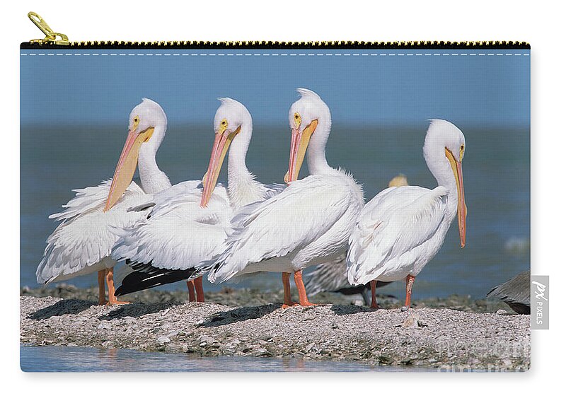 00342820 Zip Pouch featuring the photograph Four American White Pelicans by Yva Momatiuk and John Eastcott