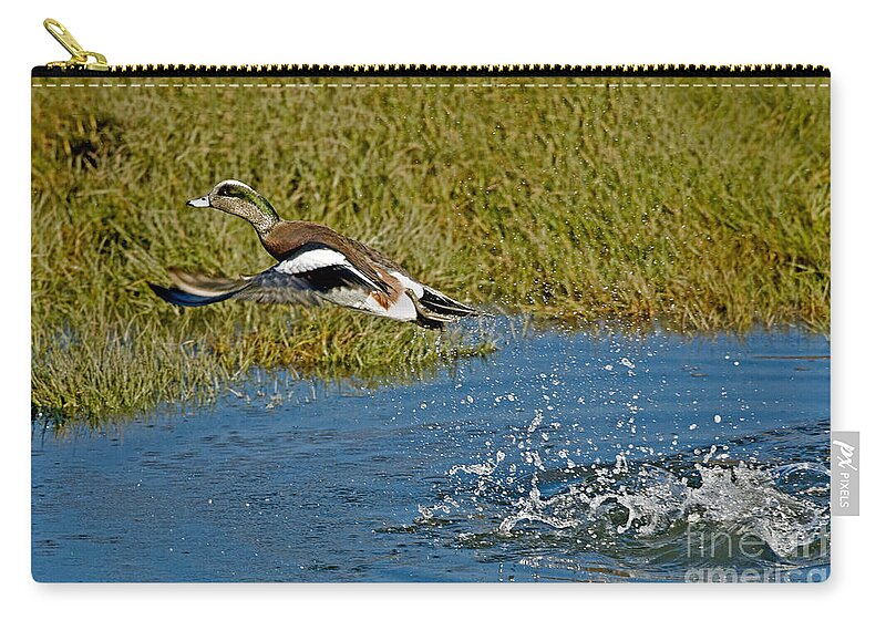 Fauna Zip Pouch featuring the photograph American Wigeon Taking Off by Anthony Mercieca