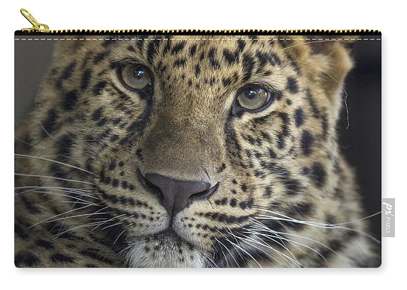 Feb0514 Zip Pouch featuring the photograph Amur Leopard Sub-adult by San Diego Zoo