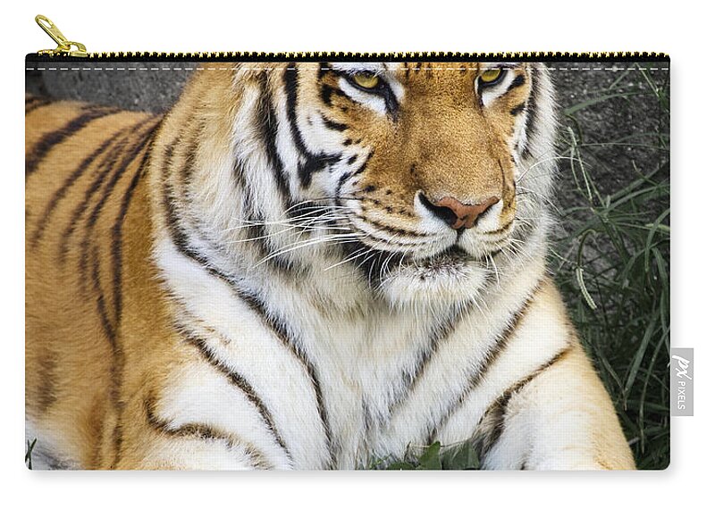 3scape Photos Zip Pouch featuring the photograph Amur Tiger by Adam Romanowicz