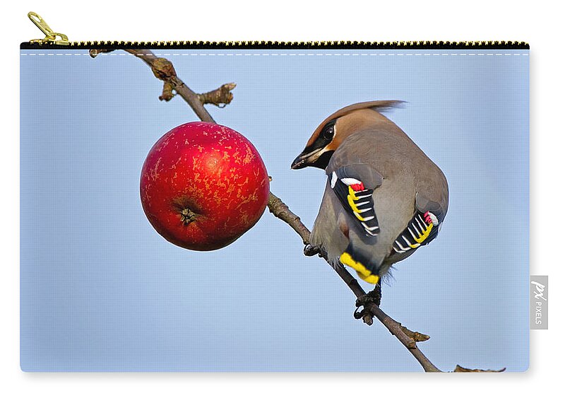 Waxwing Carry-all Pouch featuring the photograph An apple a day... by Torbjorn Swenelius