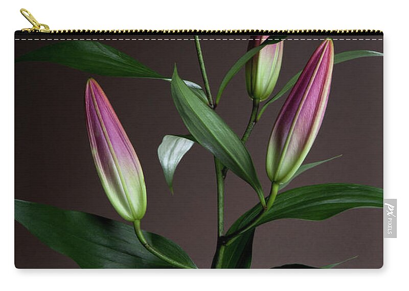 Tranquility Zip Pouch featuring the photograph An Easter Lily Lilium Longiflorum Plant by Halfdark